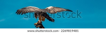 Geranoaetus melanoleucus, black-chested buzzard-eagle, in flight on a sunny summer day Royalty-Free Stock Photo #2269819481