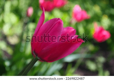 Tulips, bright in the sun, for the design of greeting cards, international women's day, flowers for decoration, with focus on the petals in the foreground