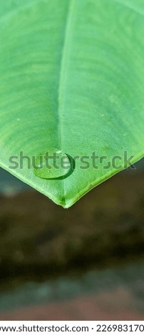 Leaf water drop image in kerala
