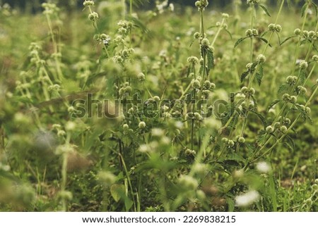 A view of a weed plants on a field during day time