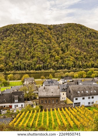 Bruttig-Fankel village houses on Moselle river and colourful rows of vineyards in Cochem-Zell, Germany