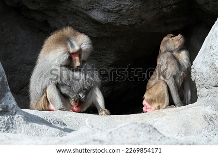 Male and female baboons sitting apart