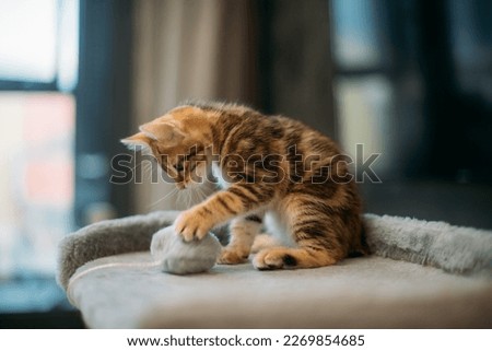 The kitten of the striped Kuril bobtail is playing with a toy on scratching posts for a cat. A small, thoroughbred active kitten in a house for a cat in a home interior Royalty-Free Stock Photo #2269854685