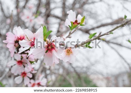 Blossoming almond branch, selective focus on sweet fragrance flowers, spring abstract background with blurred image with pink flowers. Beautiful nature scene with blossoming tree, Easter day idea.