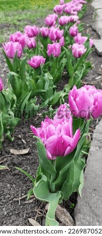 Pink tulips in the garden or park. Spring flowers. Spring mood. Tenderness