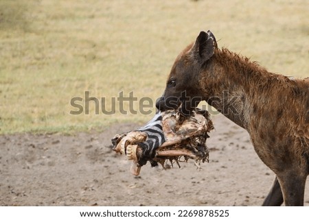 Spotted Hyena cub carrying off the remains of a zebra head