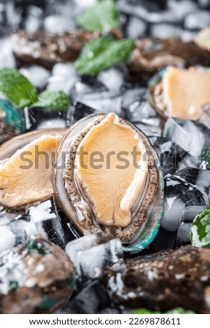 Big Australian Abalone，Black Abalone on ice Royalty-Free Stock Photo #2269878611