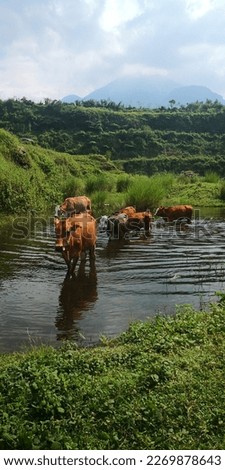 a group of cows in the middle of a pond