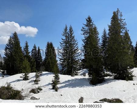 The early spring atmosphere with the last remnants of winter and snow in the Seeztal subalpine valley, Walenstadtberg - Canton of St. Gallen, Switzerland (Kanton St. Gallen, Schweiz)