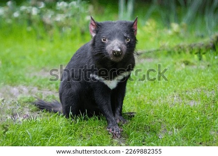 selective image of tasmanian devil sit on green grass field Royalty-Free Stock Photo #2269882355