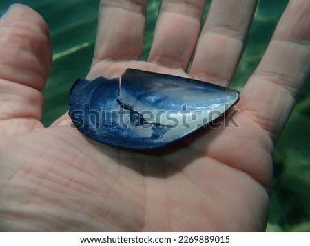 Seashell of bivalve mollusc Blue mussel or Common mussel (Mytilus edulis) on the hand of a diver undersea, Aegean Sea, Greece, Halkidiki Royalty-Free Stock Photo #2269889015