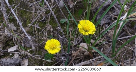 Field with yellow dandelions. Up Of Green Grasses With Thorns In Autumn. Autumn in the mountains. Good morning sun. nature background.