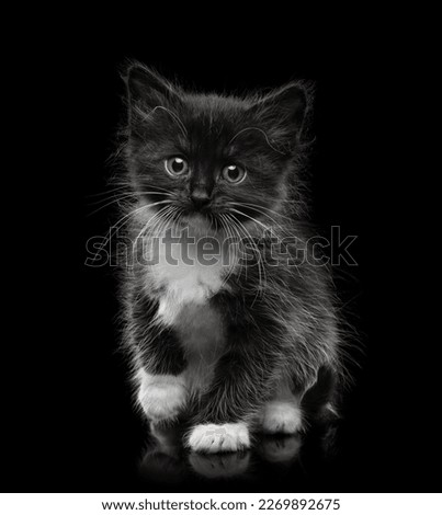 Black kitten. Black cat. Animal