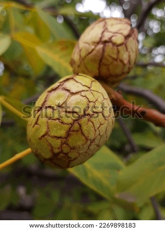 Walnut in an opened green shell on a tree close up.
