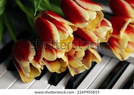 A bouquet of beautiful tulips on the piano keys, spring concept, music background.