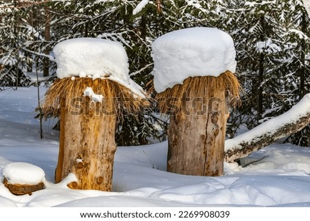 Snow-covered bee hives in the forest close-up against the background of white snow and fir trees in winter