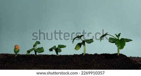 A green sprout of pumpkin or cucumber growing from the ground on a blue background imitating the sky. Theme of agriculture, ecology and spring sowing
