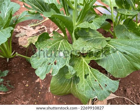 Leafy vegetables are destroyed by worms or other insects during the flowering stage.