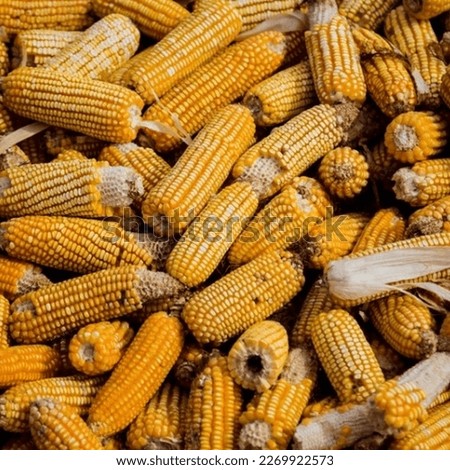 Bulk of corn picture . Ripe Corn bulk with beautiful yellow colour closeup shot 