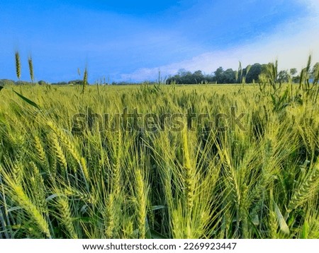 Juicy fresh ears of young green wheat on nature in spring summer field close-up of macro. ripening ears of wheat field. Green Wheat field is blooming in the rural Indian fields. Juicy green wheat crop Royalty-Free Stock Photo #2269923447