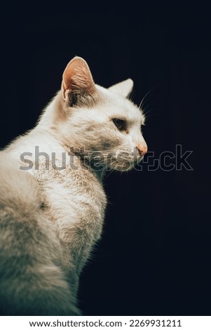Photo of a white cat with beautiful bright eyes.