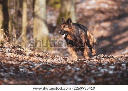 Dog long haired german shepherd Royalty-Free Stock Photo #2269935419