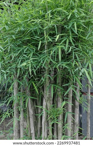 bamboo trees as ornamental plants