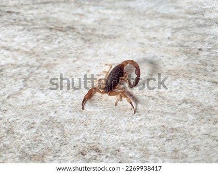 A mean and dangerous scorpion on a marble floor
