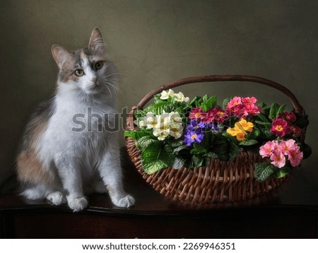 Adorable cat with basket of primula flowers