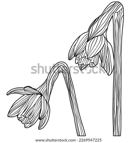 Hand drawn adult coloring book daffodil flowers pen and ink outline isolated on white background. Simple trendy bold modern monochrome black and white spring floral doodle line art linocut
