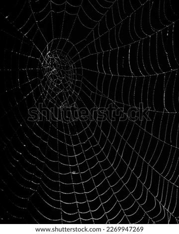 macro spider web texture on a black night background. scary wet spider web. Royalty-Free Stock Photo #2269947269