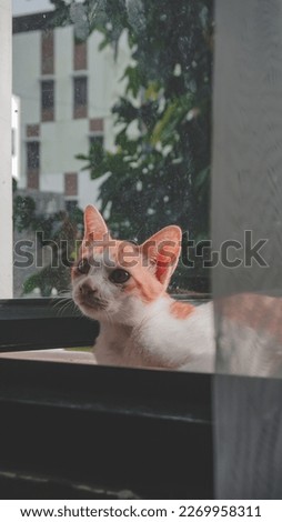 Portrait Photography of a cat on the side of a window