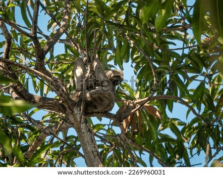 A Sloth is Hanging from the Tree