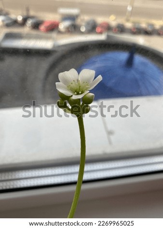 Venus flytrap flower on the windowsill.