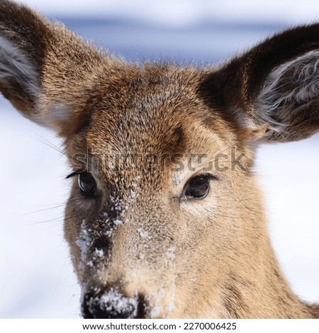 deer head closeup in winter 