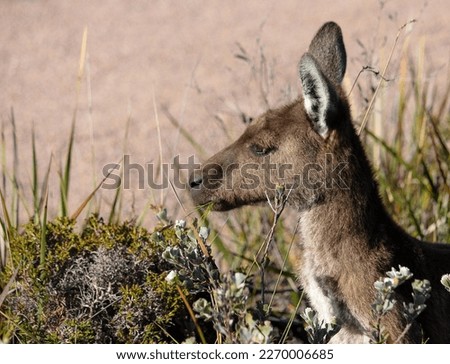 A Joey kangaroo sitting peacefully in long grass and natural flowers. The joey is centered to the right of the image and is looking left. Taken during golden hour with warm tones of brown and green. 