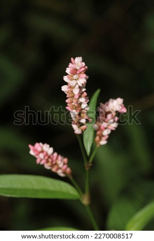 persicaria longiseta plant macro photo