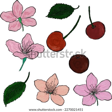 Vector floral spring set cherry flowers and cherries