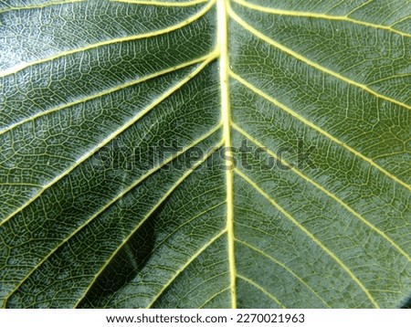 Beautiful Bodhi Tree leaf, perfect as background picture!