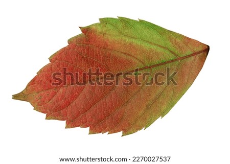 A leaf from a tree isolated on a white background