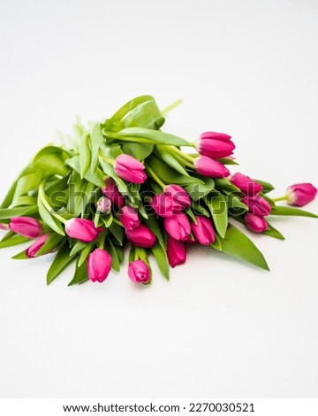 Beautiful pink tulips on a white background