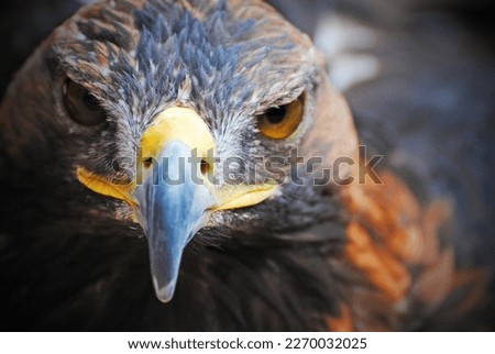 Bird of prey. Knowledgeable eagle 