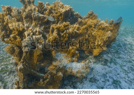 Coral Reef in La Parguera Puerto Rico