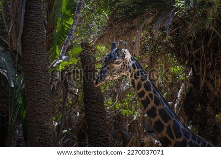 A MATURE GIRAFFE LOOKING LEFT IN THE SENE WITH A LUSH PALM TREE BACKGROUND