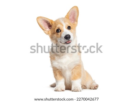 Sitting happy panting Puppy Welsh Corgi Pembroke looking at camera, 14 Weeks old, isolated on white Royalty-Free Stock Photo #2270042677