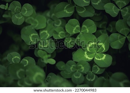 Unique find of a rare lucky four leaf clover in a field of clovers. For St Patrick's Day or symbolizing luck, fortune, and prosperity.