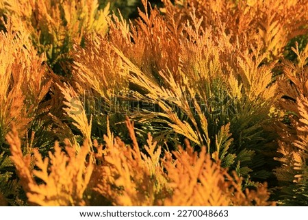Western red cedar in sunny March Royalty-Free Stock Photo #2270048663