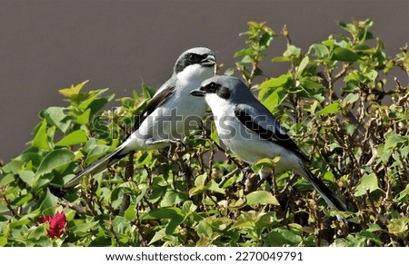 Loggerhead shrike's in there nesting area! Royalty-Free Stock Photo #2270049791