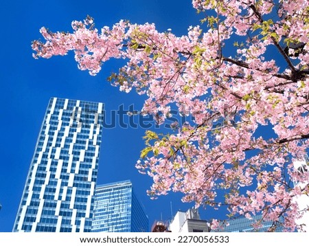 Shibuya Stream and cherry blossoms in full bloom, Tokyo