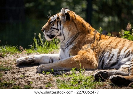 A tiger enjoying the sunshine